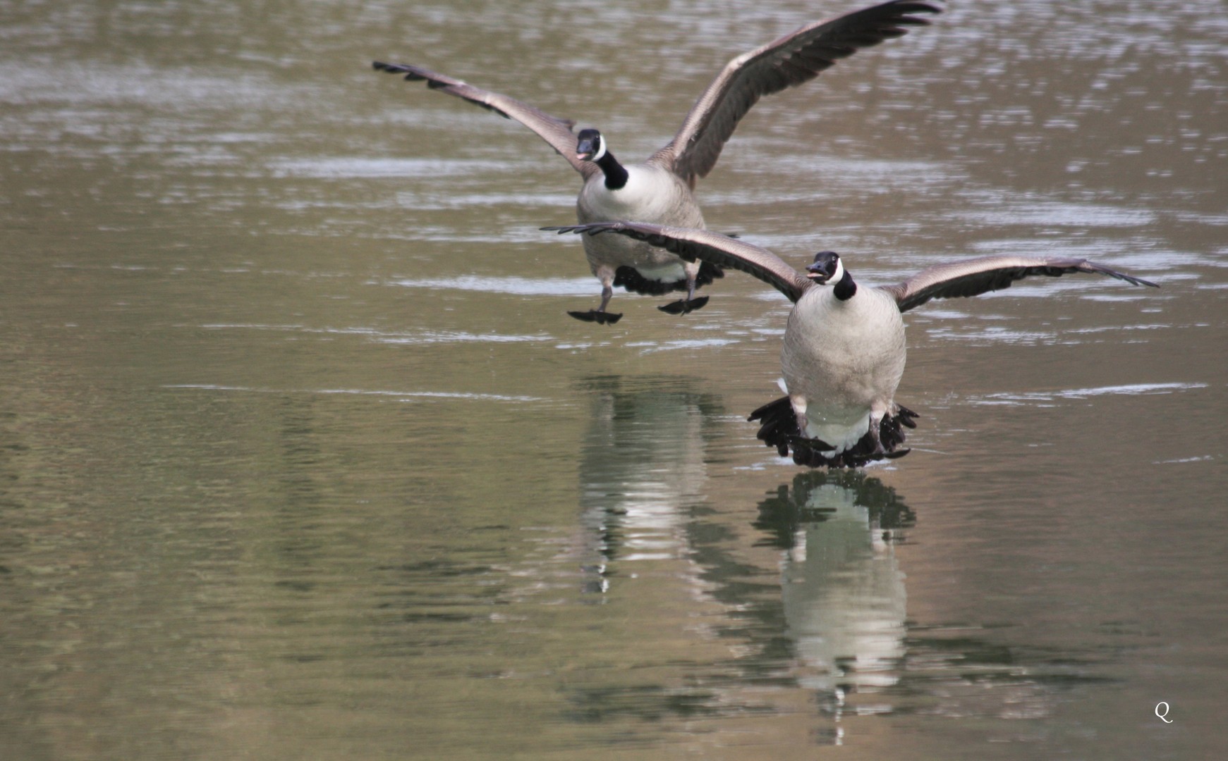 Flugschau