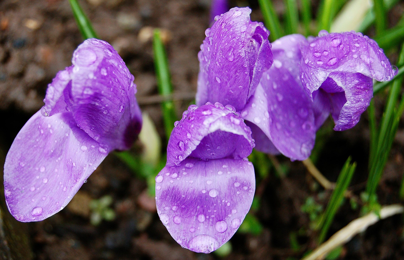 Blüten lila im Regen