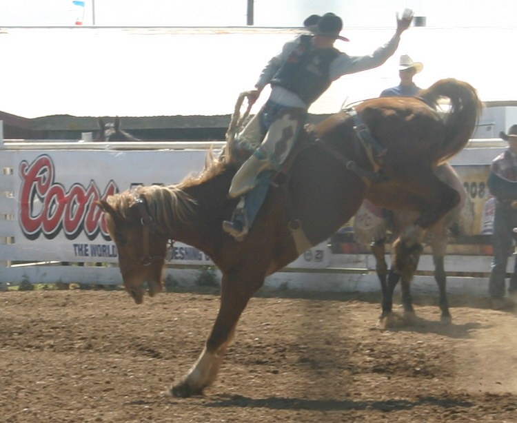 Saddle Bronc