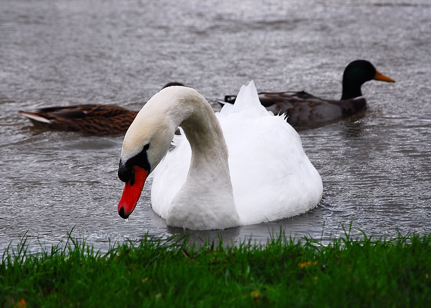 Cygne.