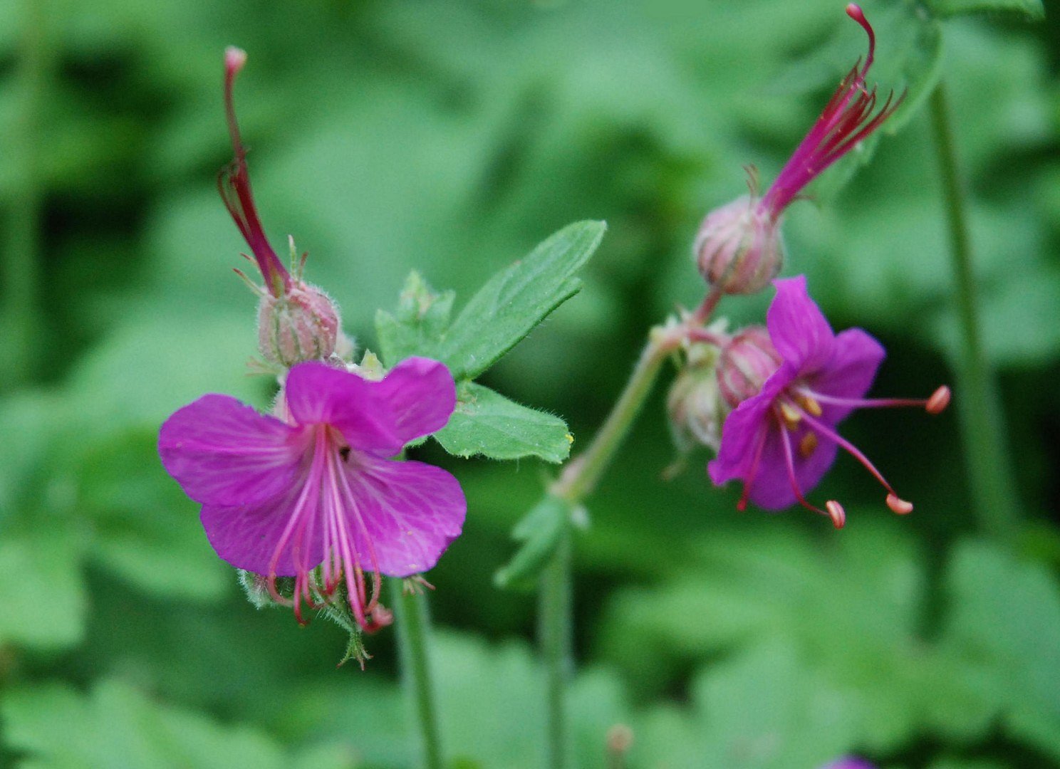 Fleurs roses