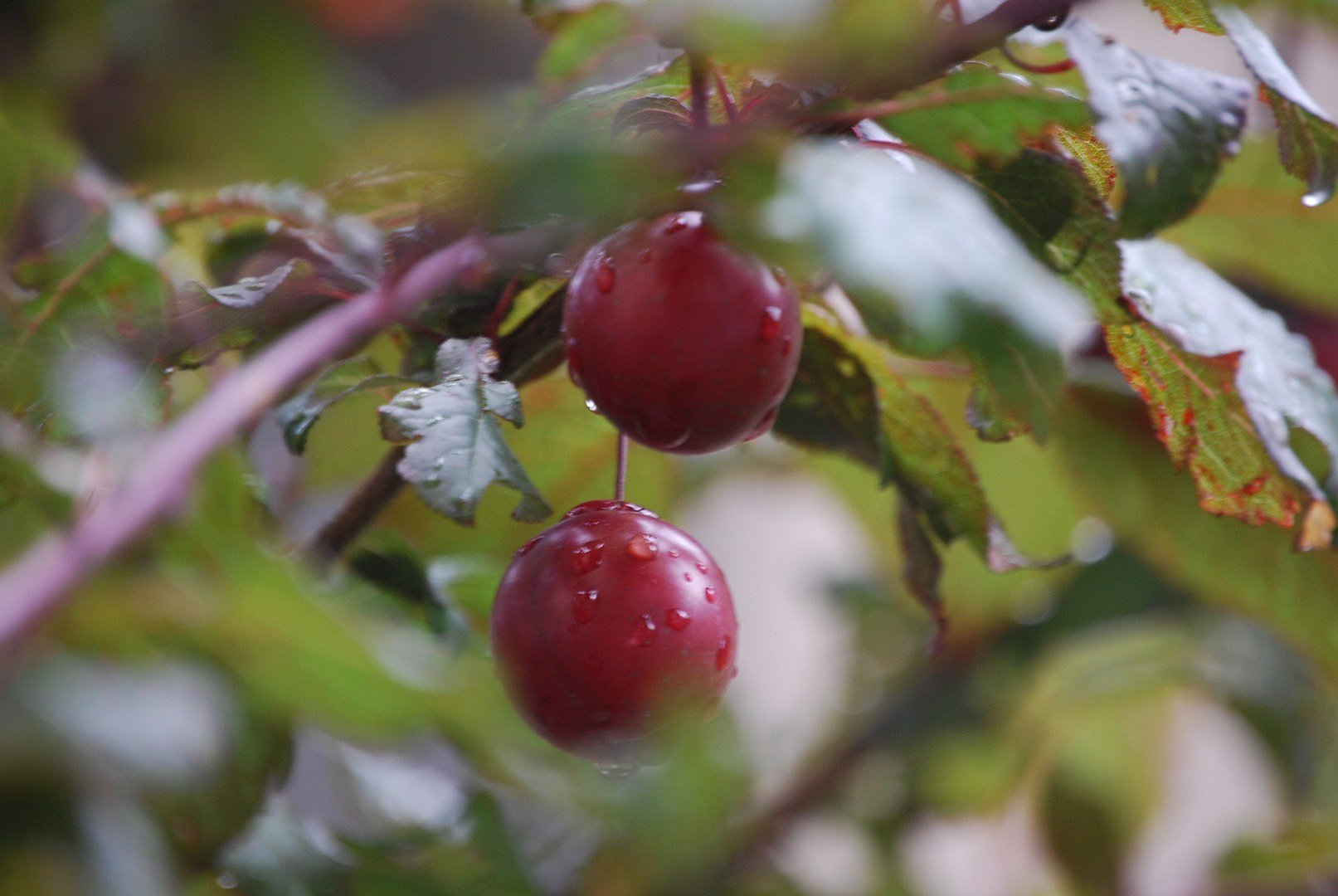 Fruits.