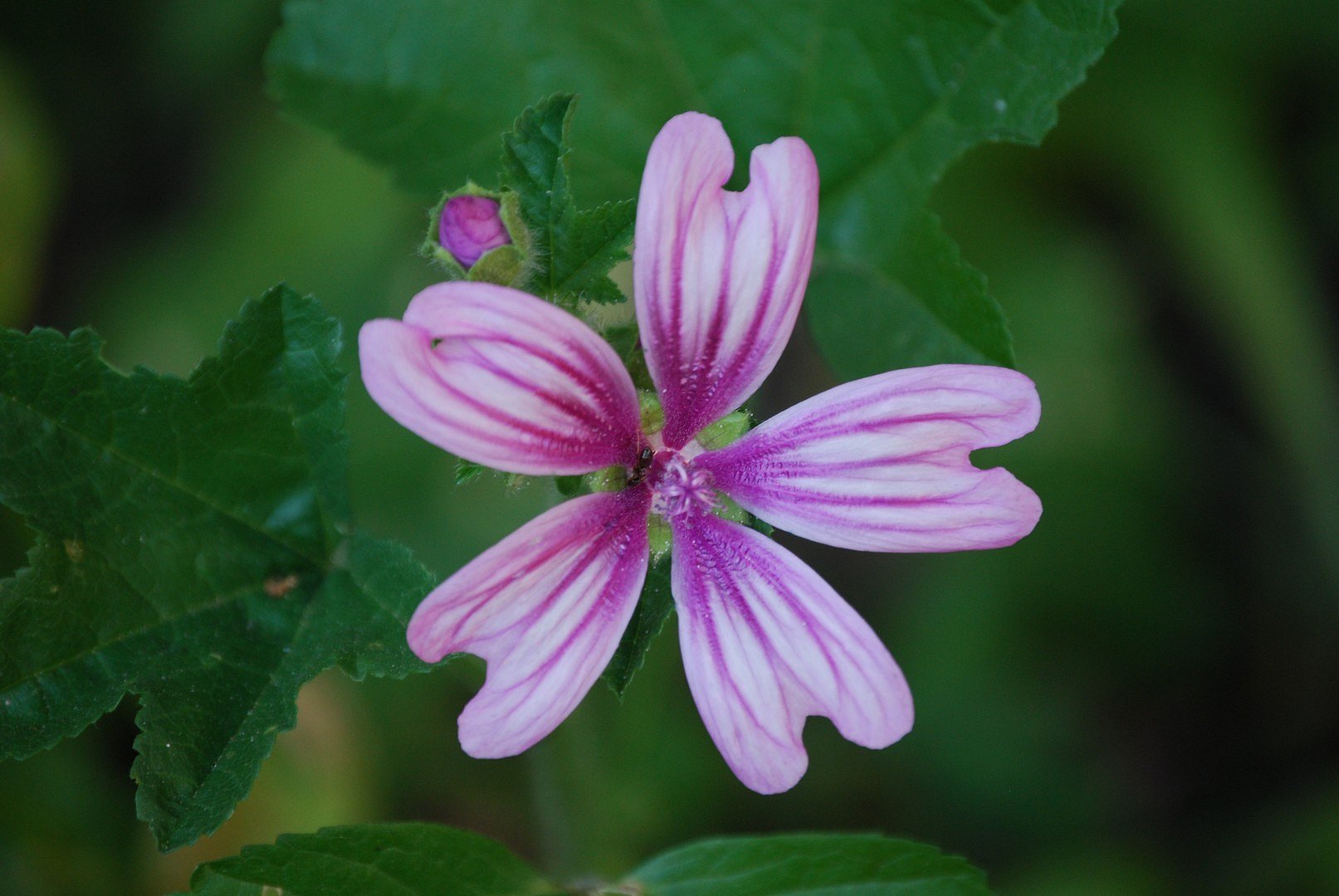 Petite fleur.