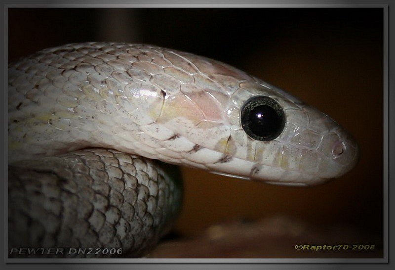 Pantherophis guttatus - Kornnatter