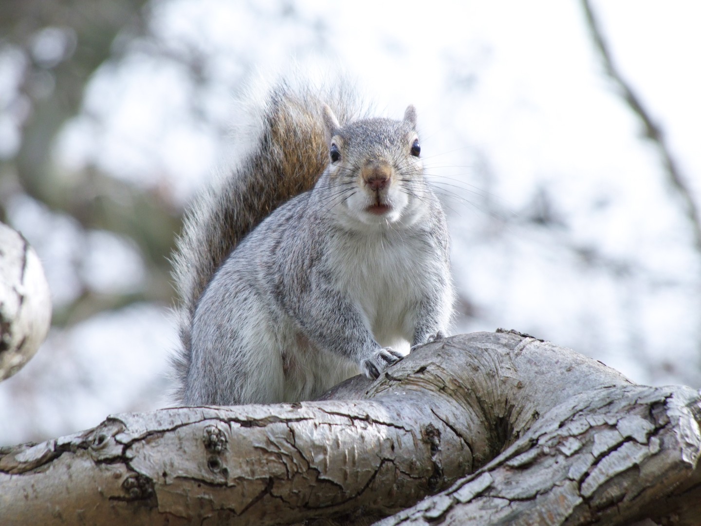 écureuil au parc st james