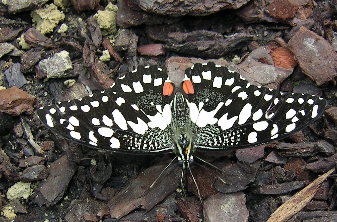 Scmetterling 