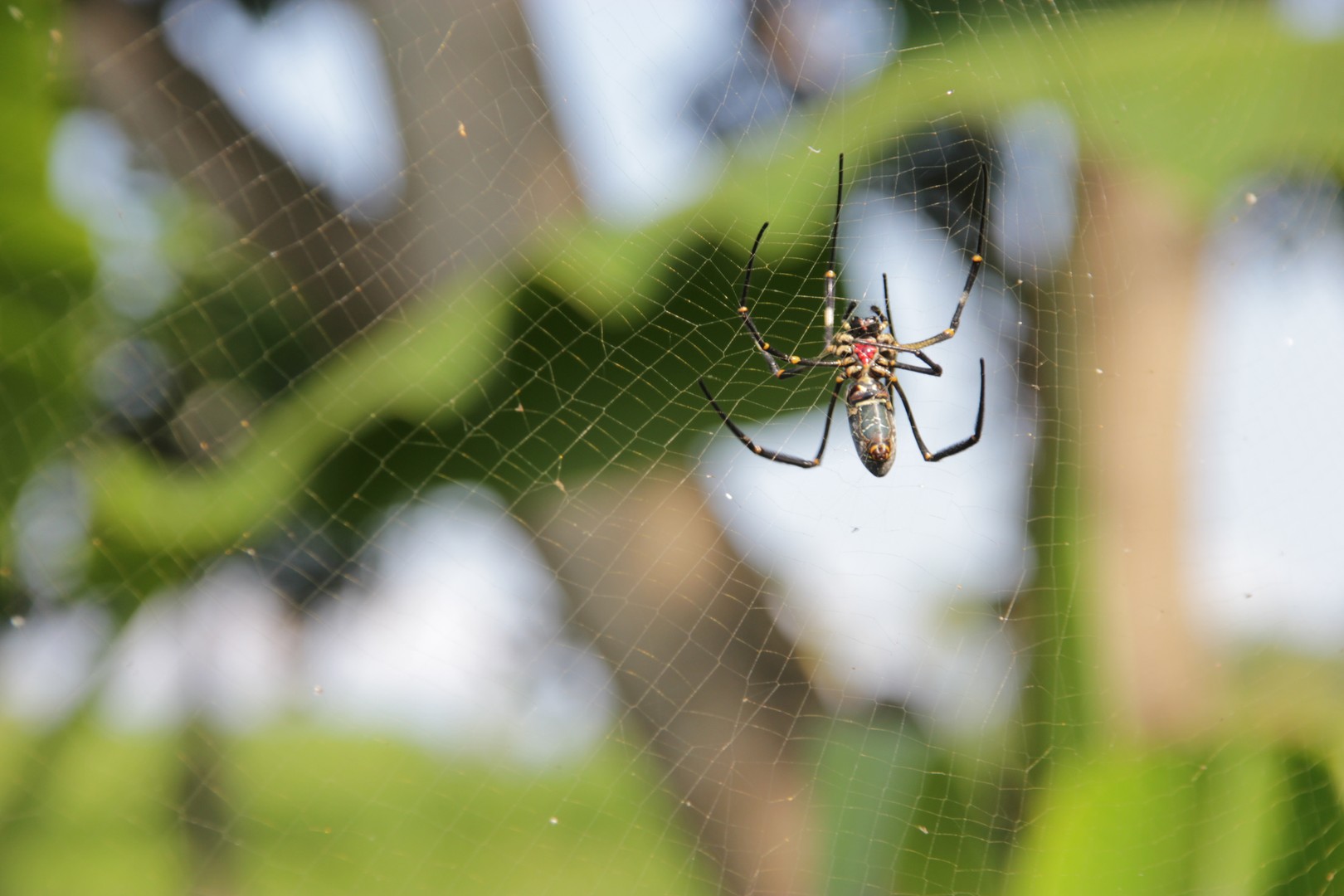 Spinne im Spinnennetz in Bali - Indonesien.