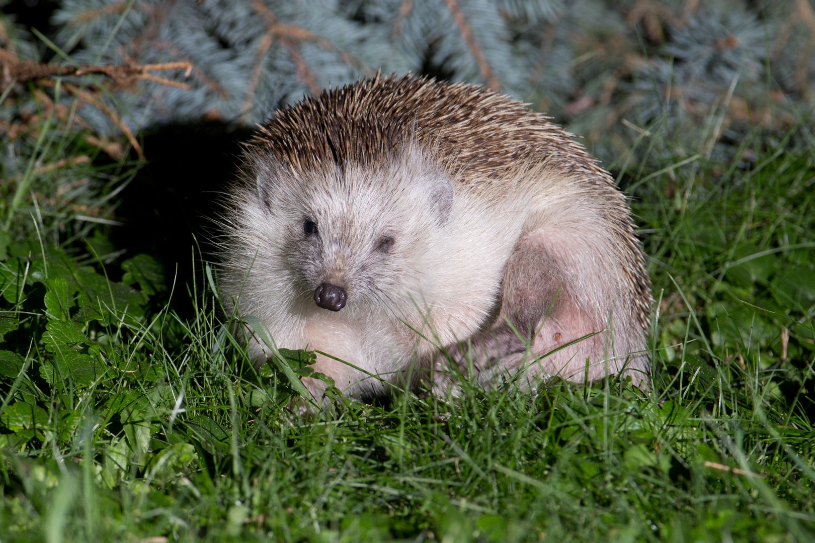 Igel bei der Körperpflege