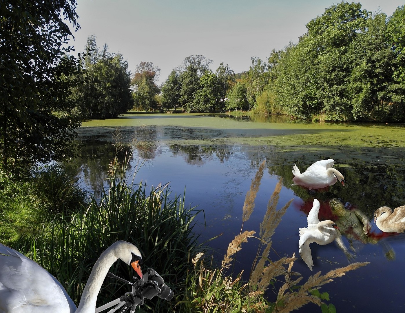 Die (Wasser-)vögel