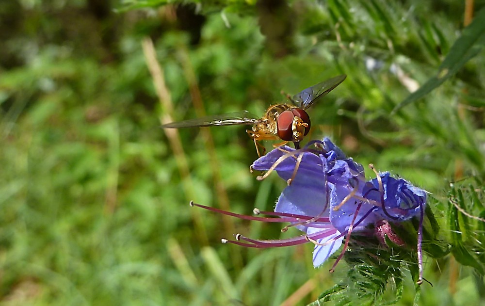 Schwebefliege auf schöner Wldblüte