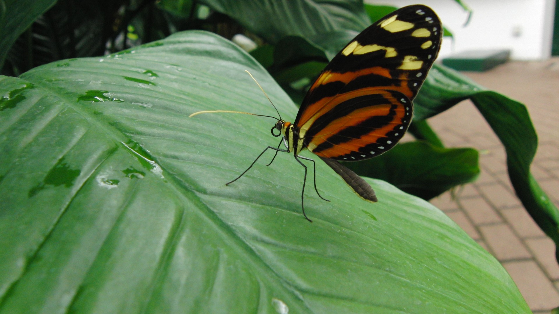 Schmetterling