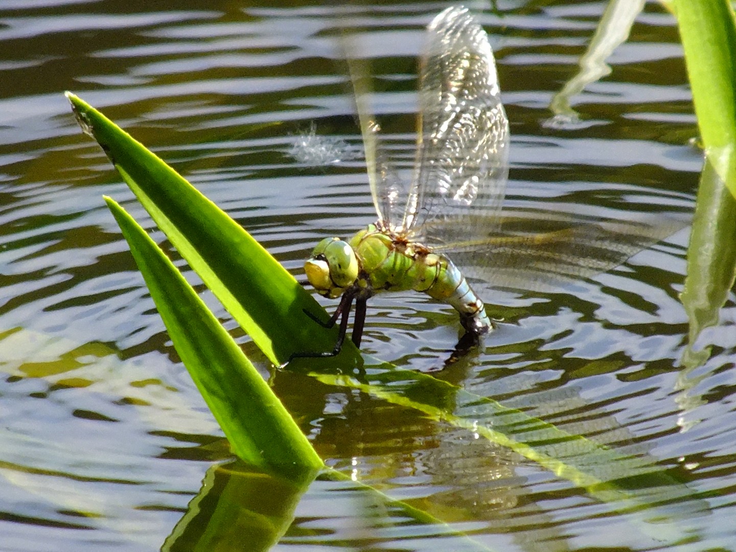 Libelle beim Leichen