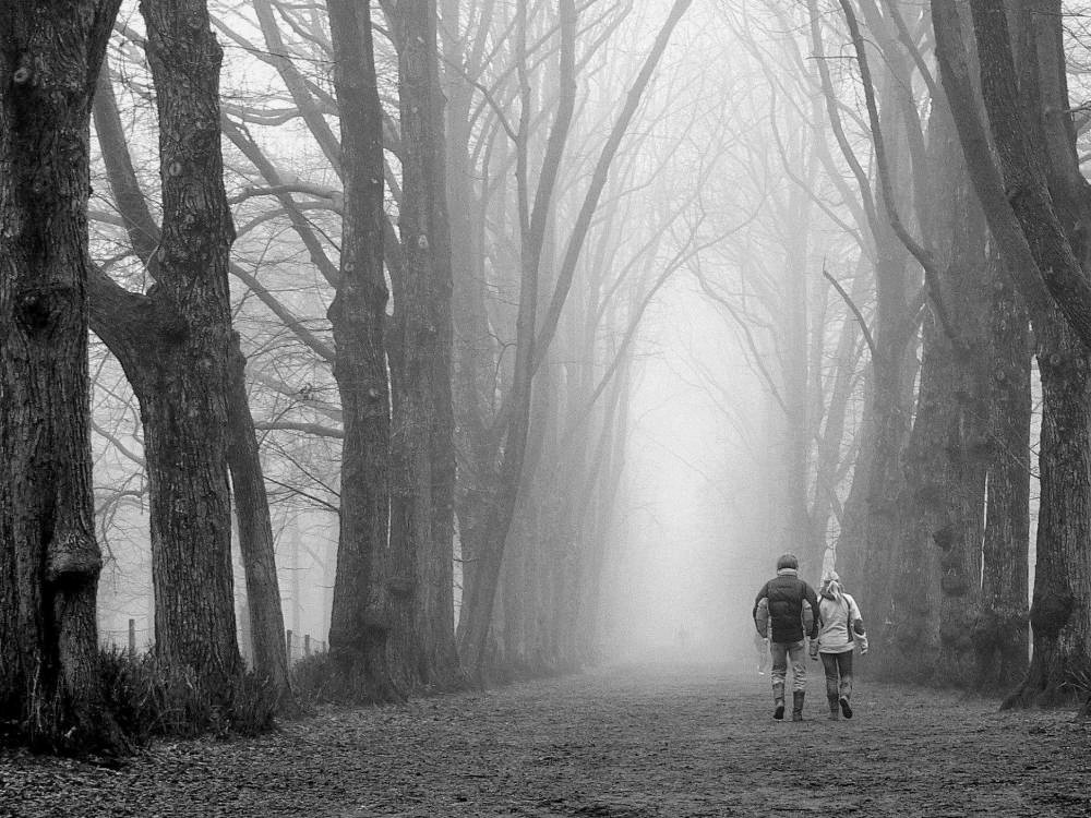 Mist in het bos