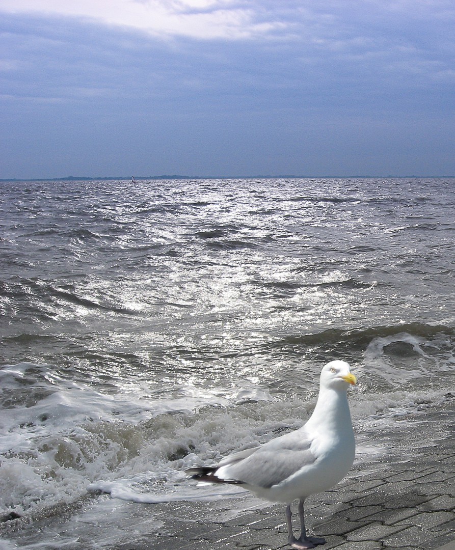 kleine weiße Möwe...