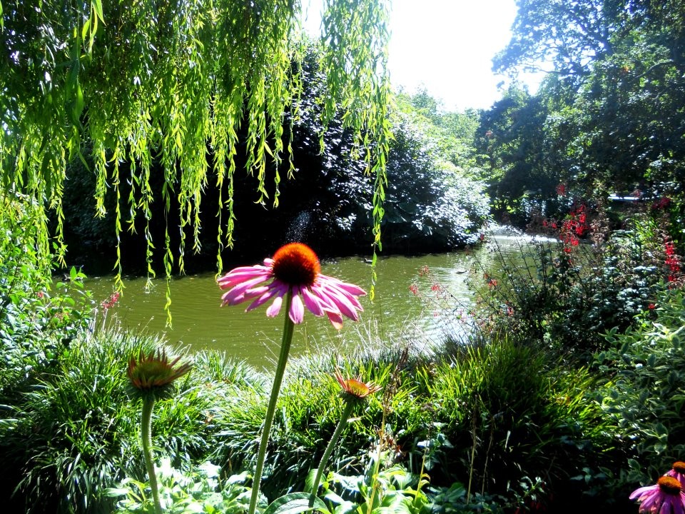 Pink flower basks in sunshine