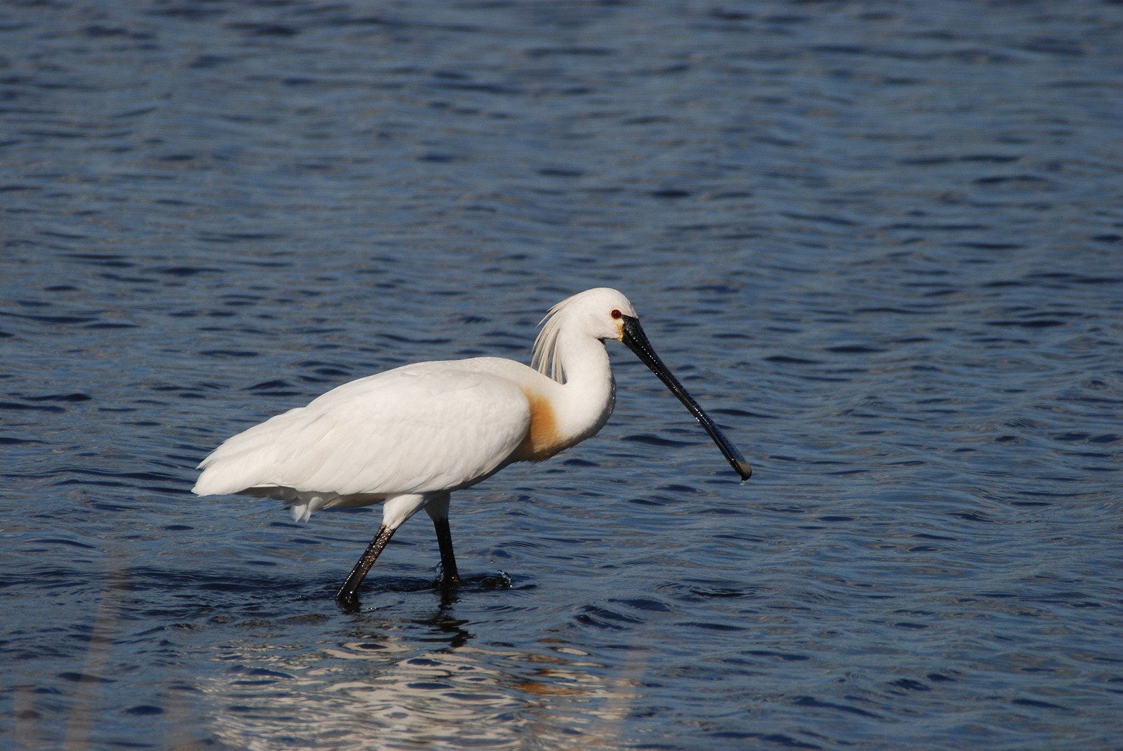 Platalea leucorodia