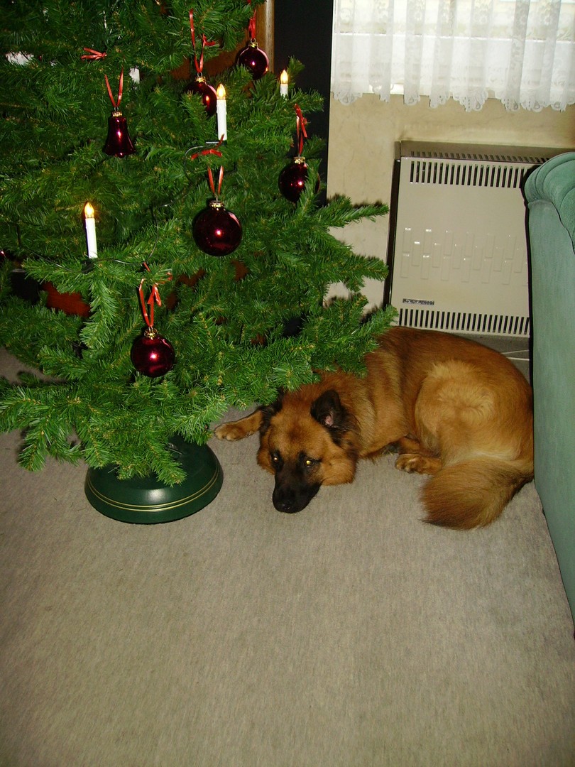 Hund unterm Weihnachtsbaum