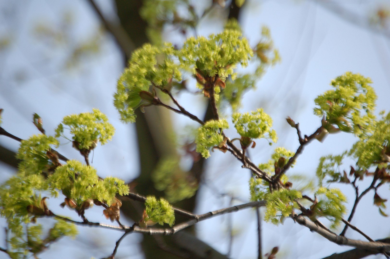 Lindenblüte