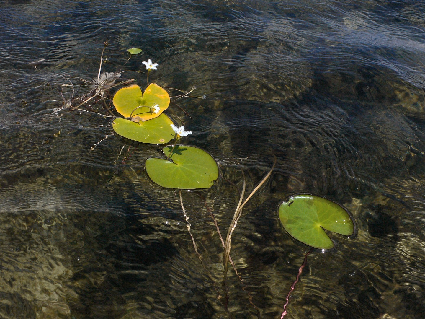 The Green Leaves Of Summer