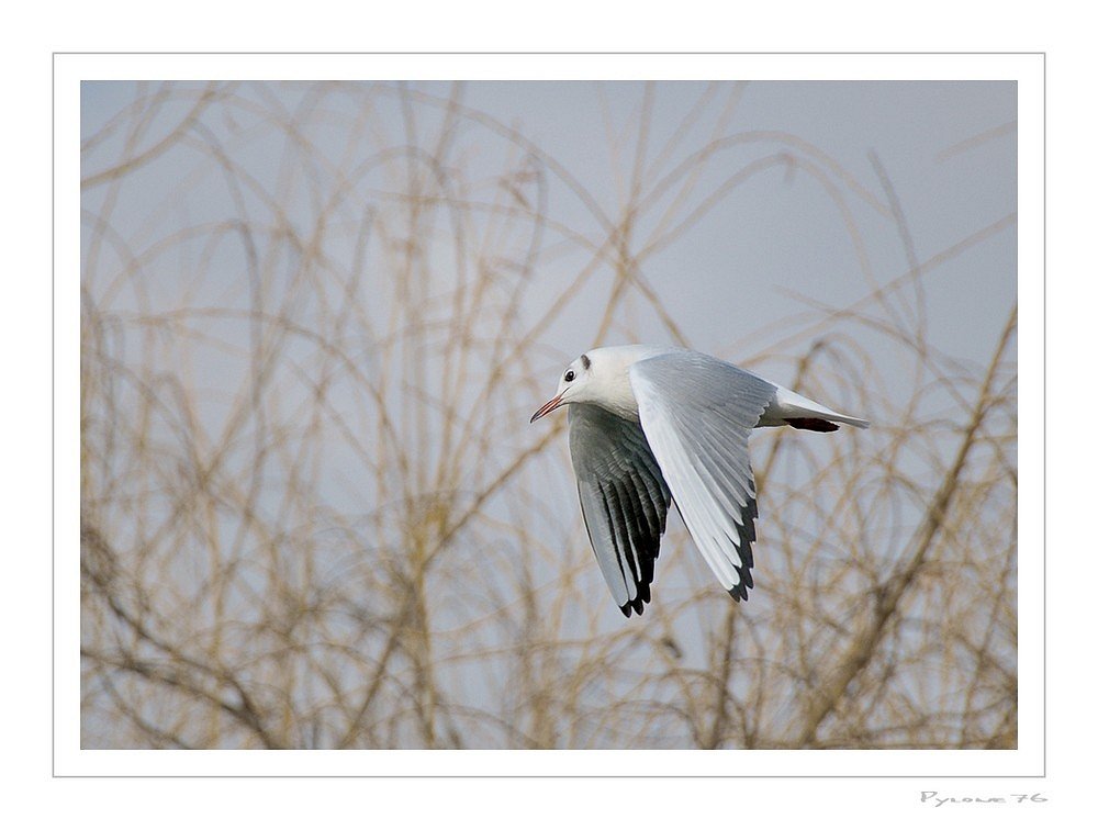 La mouette triste