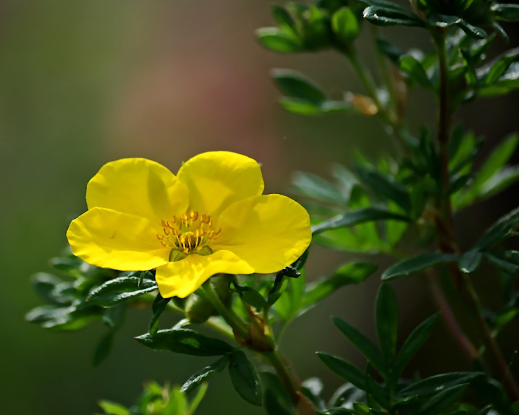 Blüte vom Fünffingerstrauch