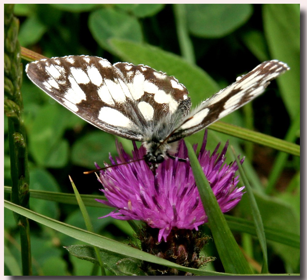 Schachbrettfalter