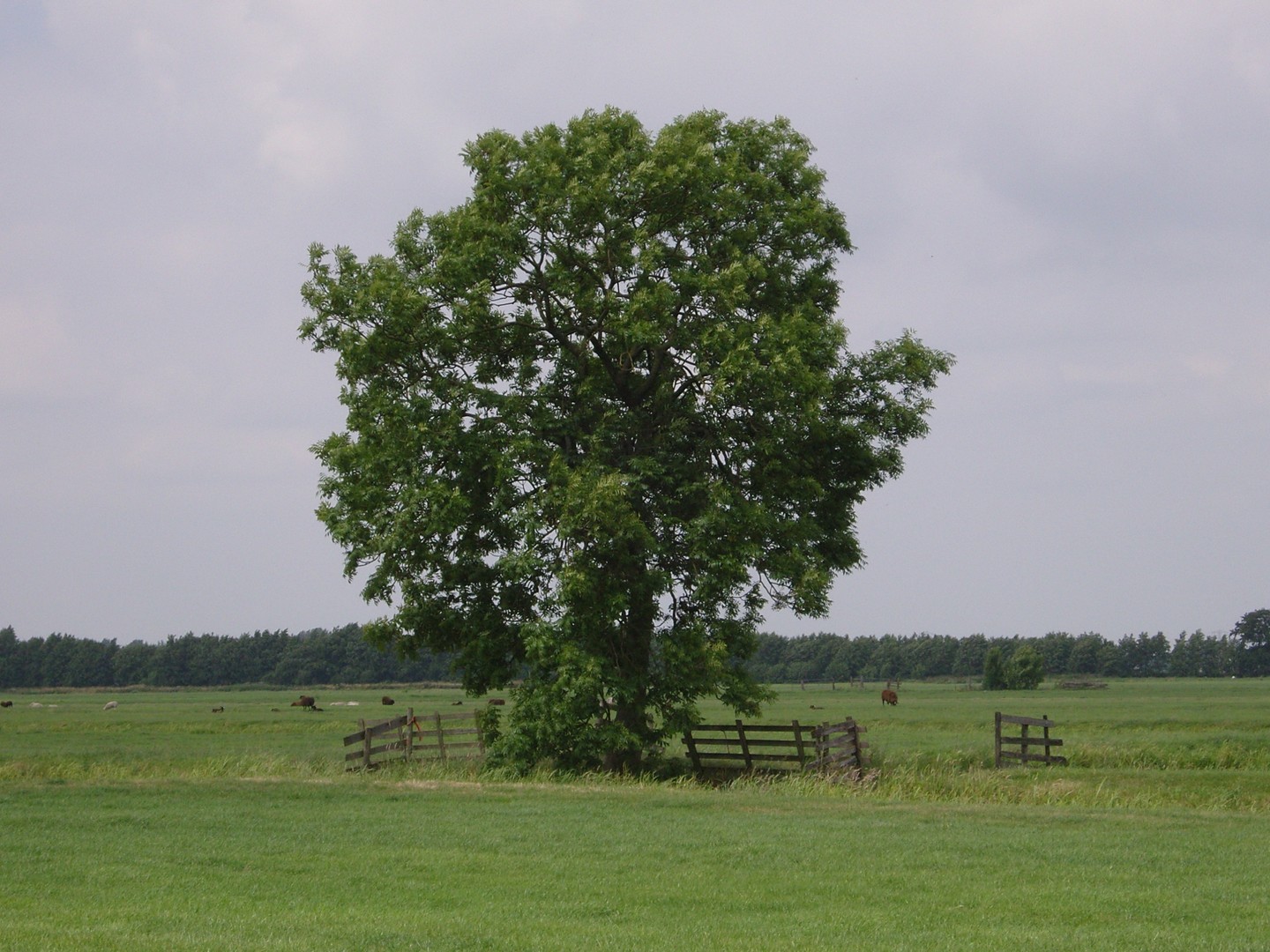 Boom in polder