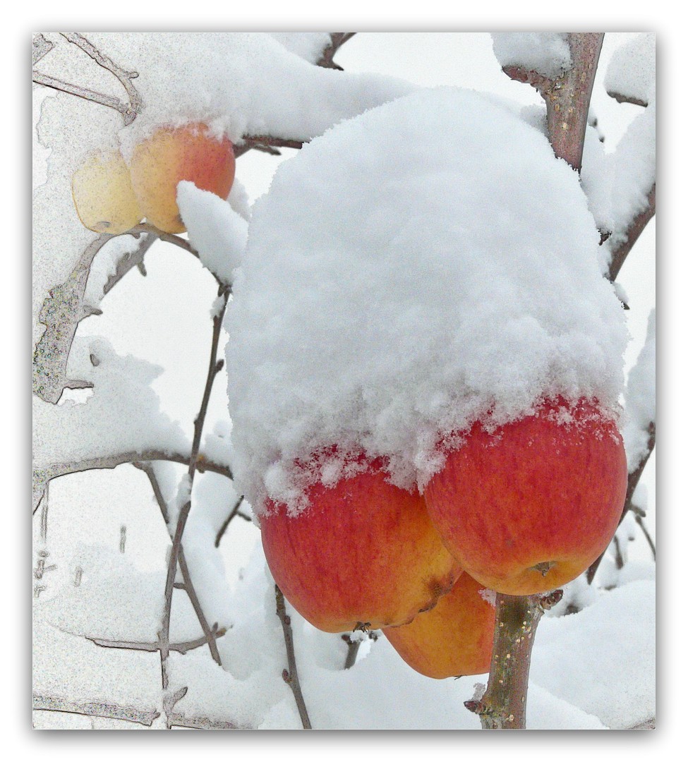 Winterapfel