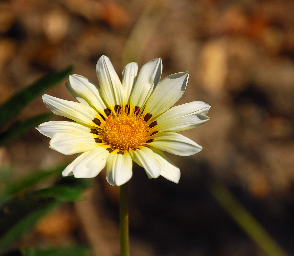 Fleur.