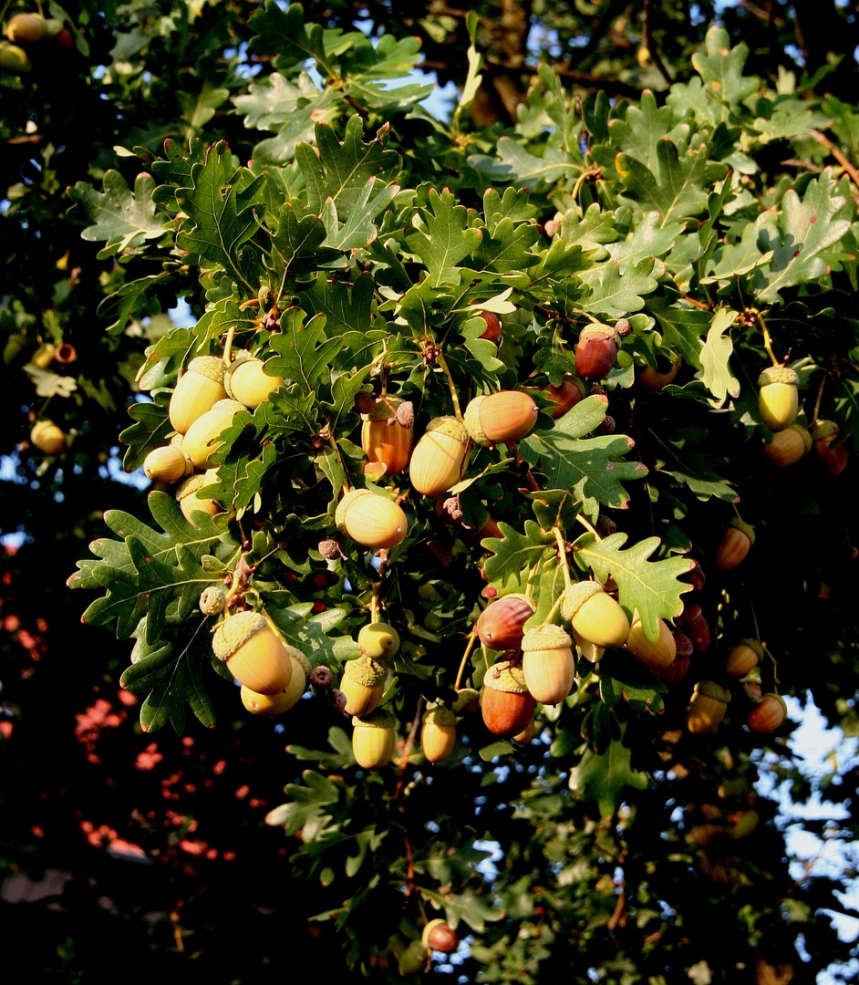 Eiche mit Früchten