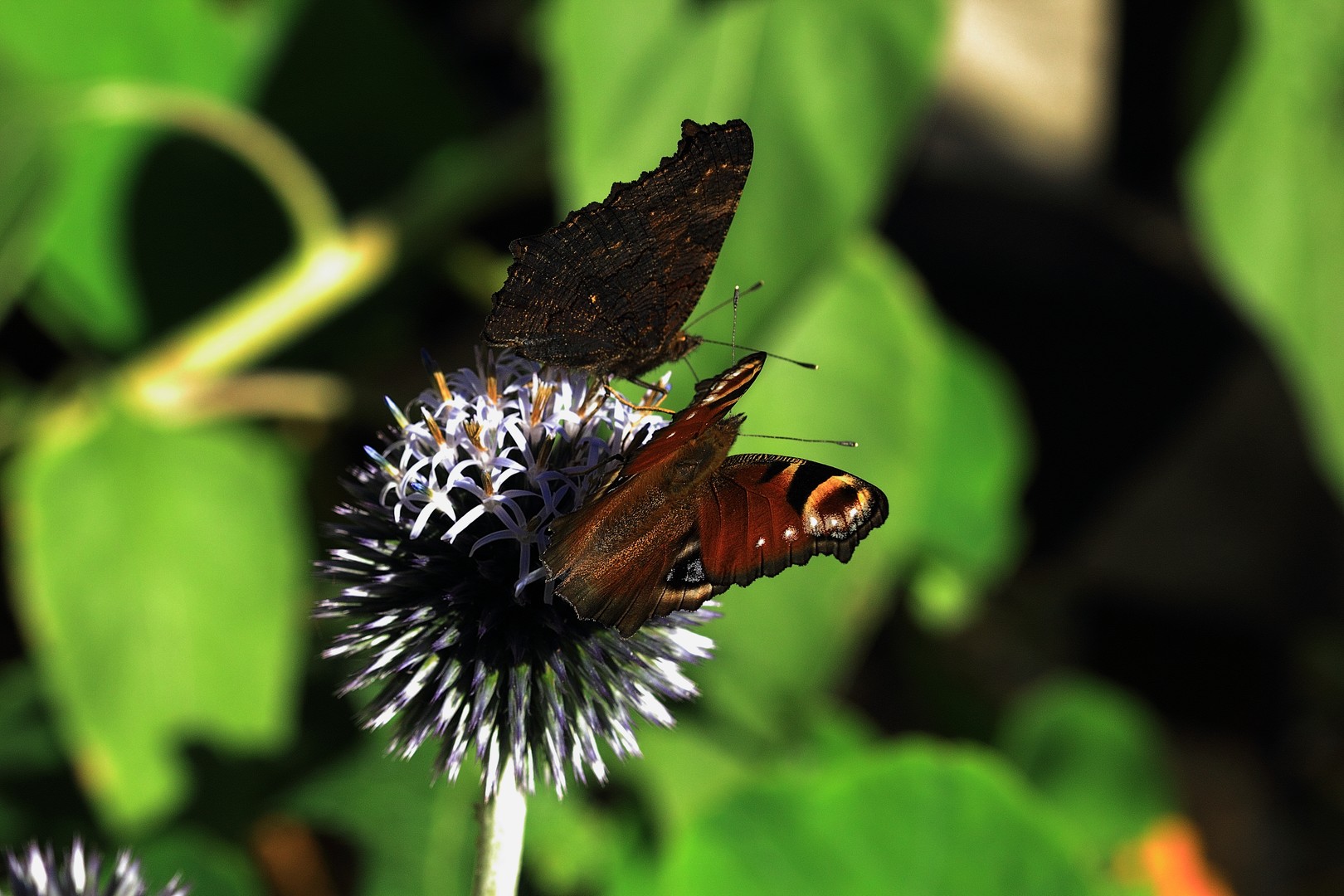 Diestelfalter im Herbst