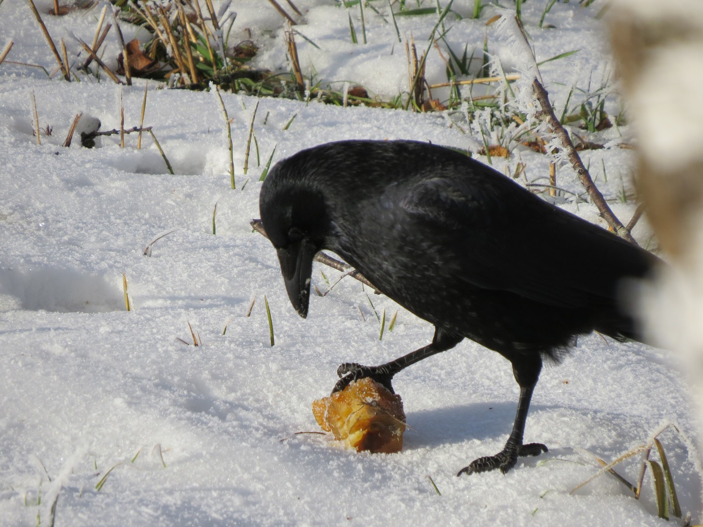 Futtersuche im Winter!