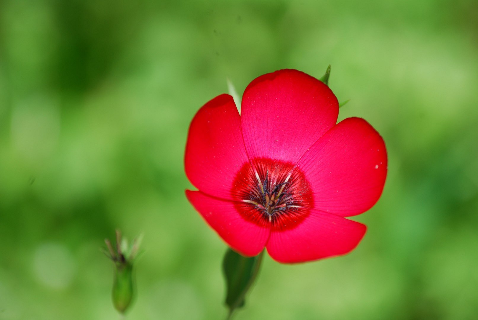 Petite fleur.