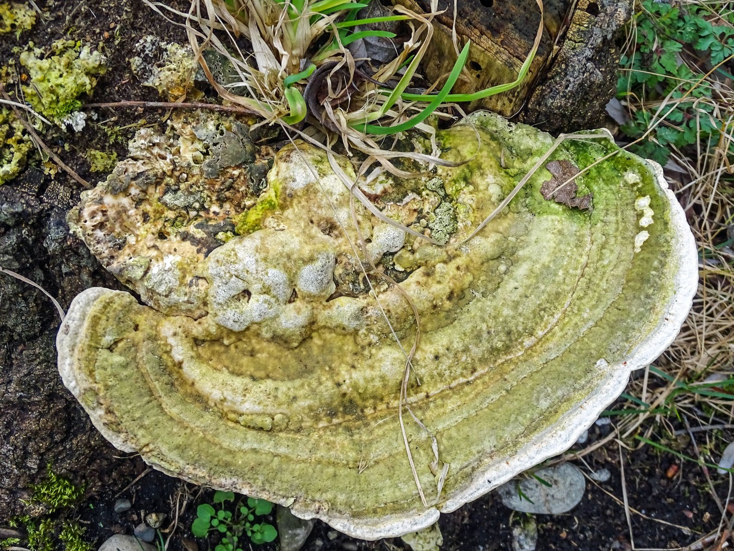 Naturwunder in der Stadt