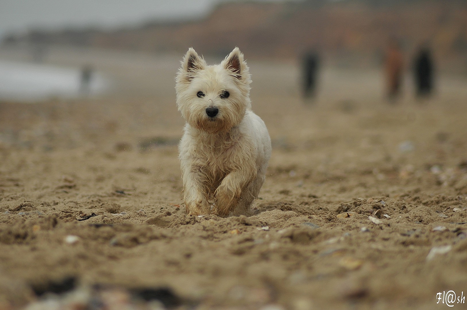 Réglisse The Westie