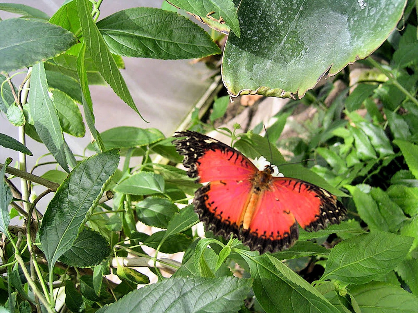 Schmetterling