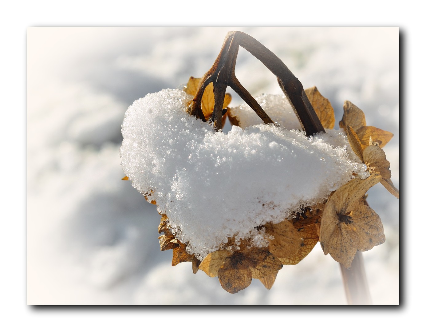 Hortensienblüte im Winter