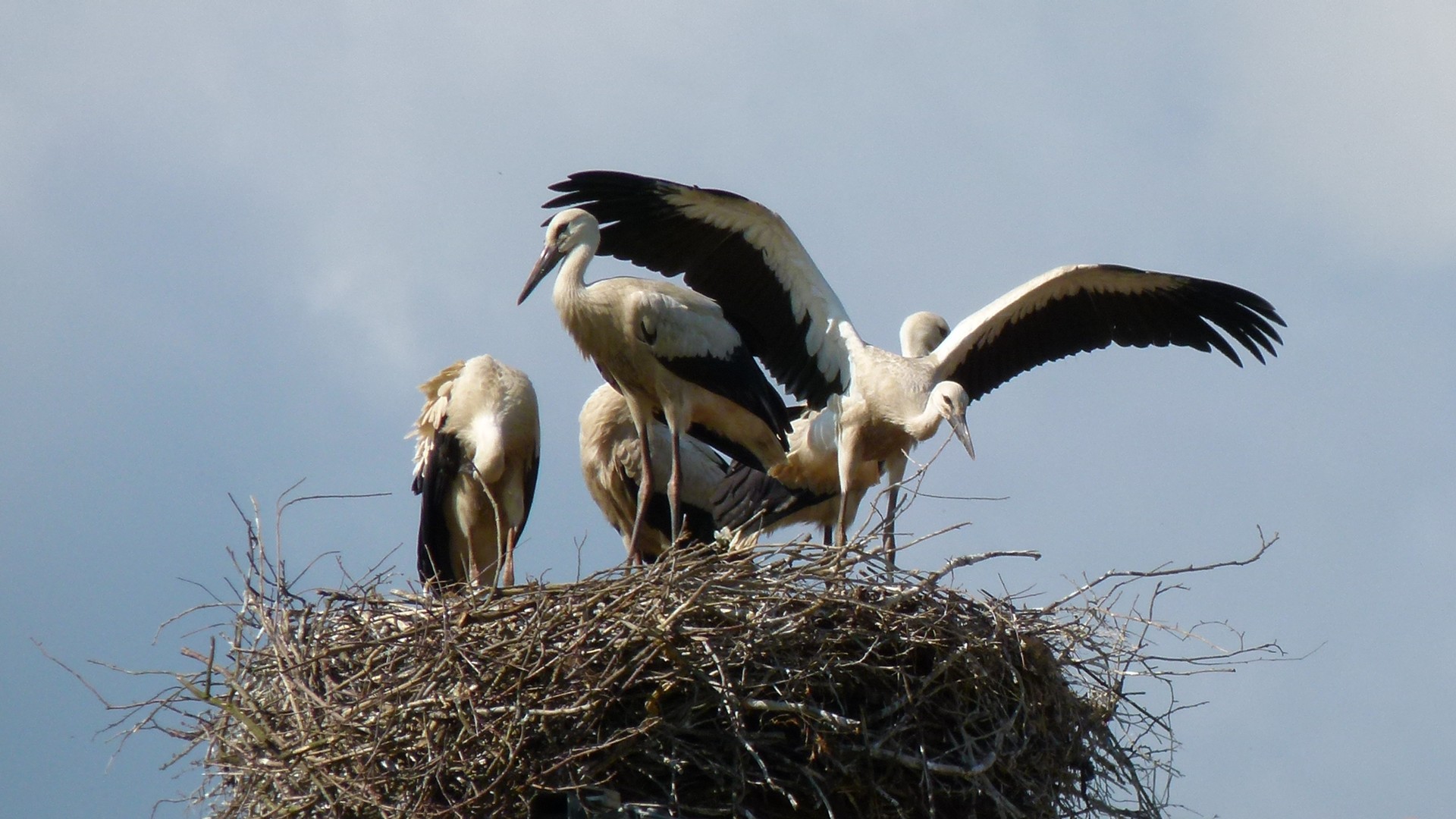 Ooievaars / White storks /  Cicognes