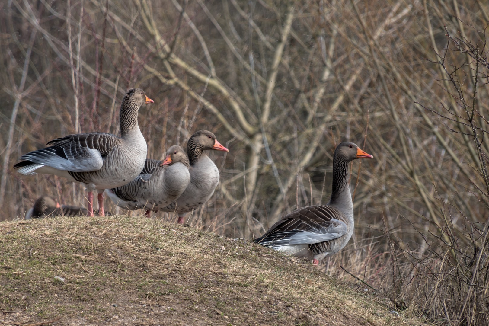 Wildgänse