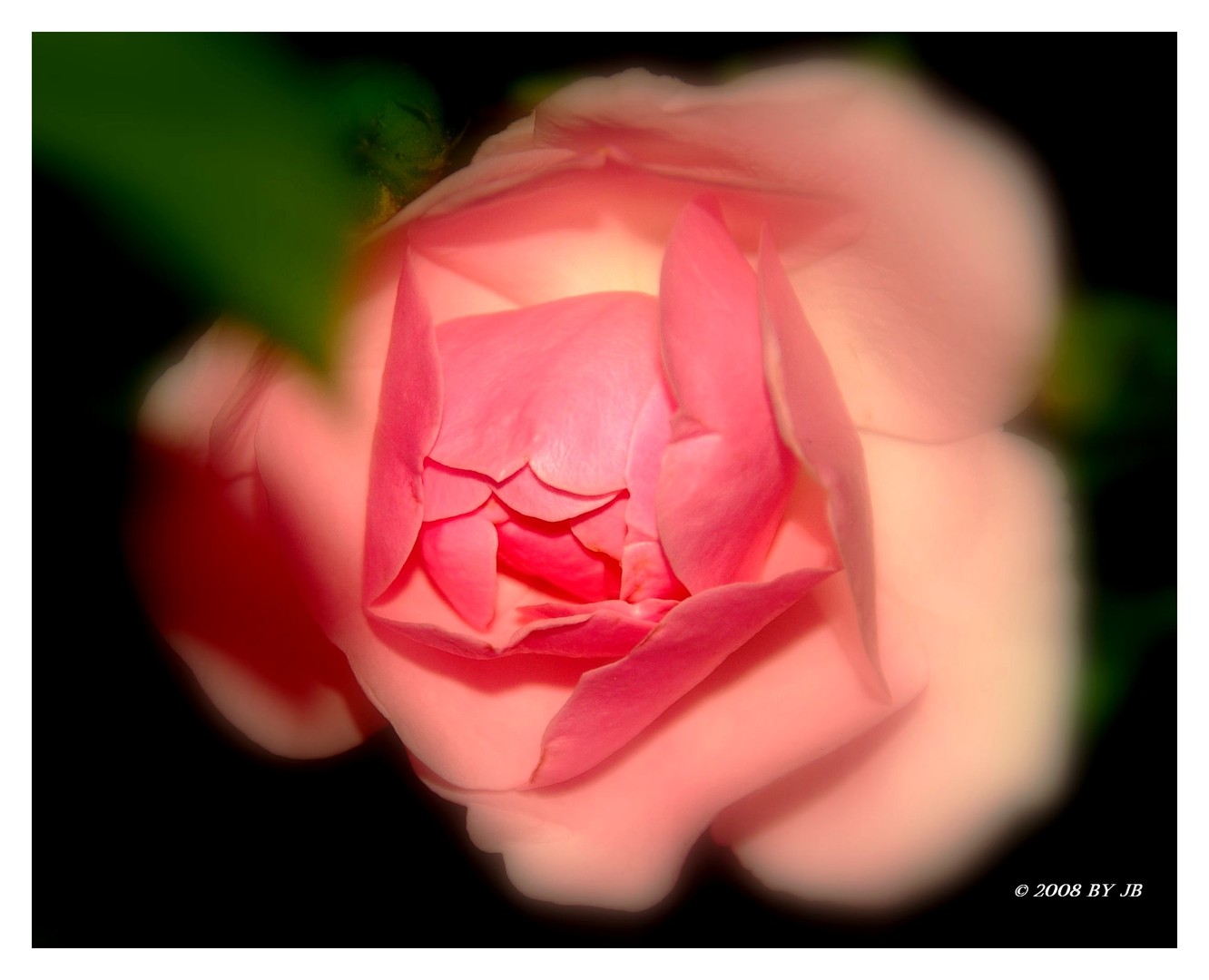 eine zarte Rose