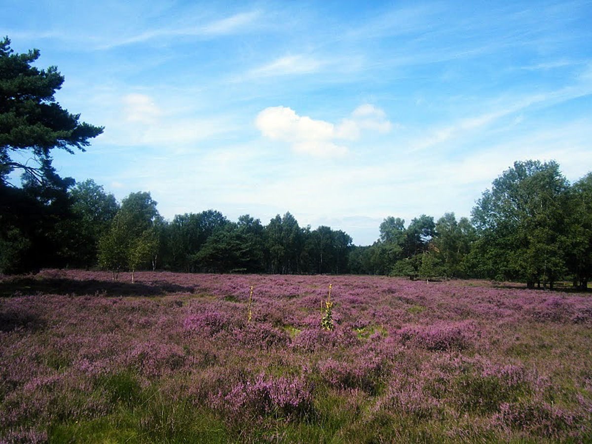 Veloer Heide Foto 2