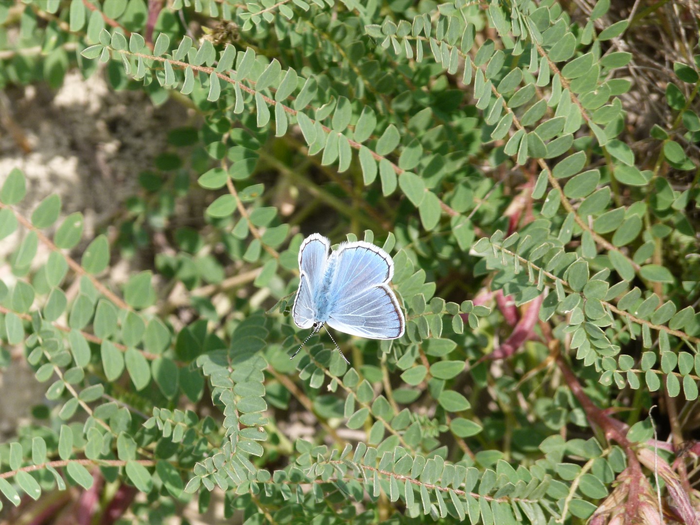 Mariposa Azul