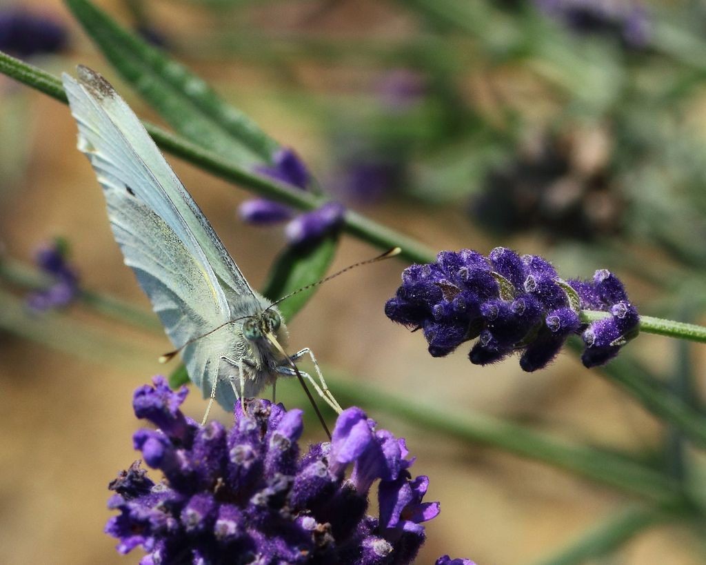 lavandin et papillon