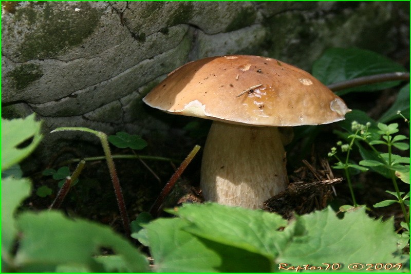 Steinpilz