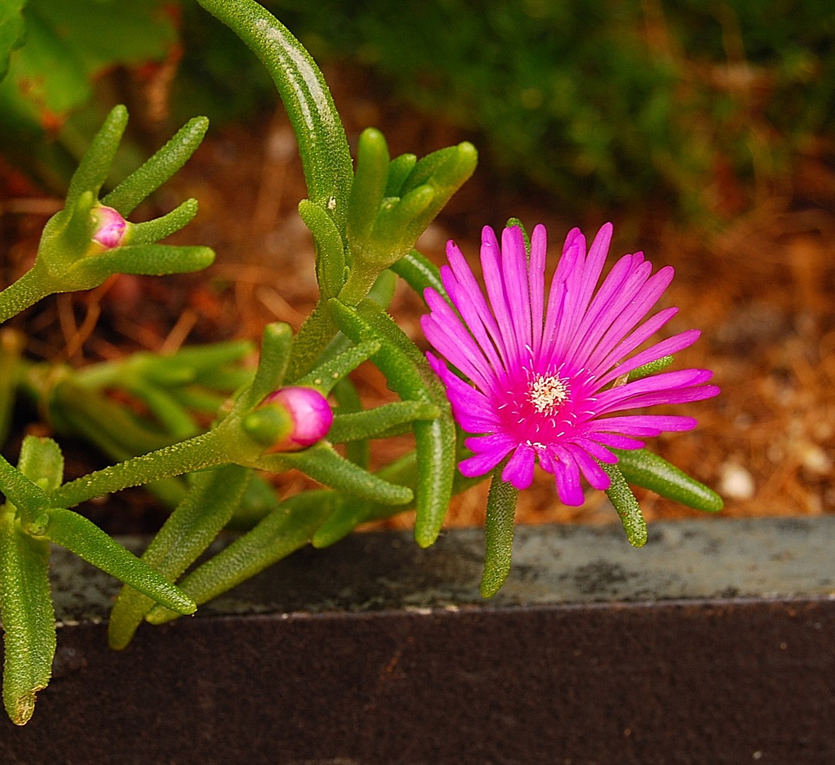 Fleur.