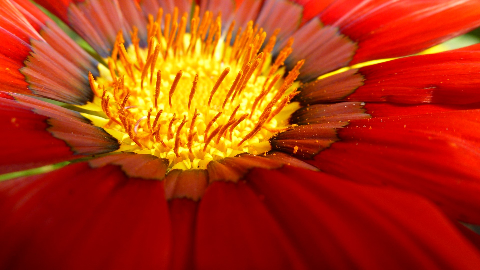 Mittagsblume geöffnet....