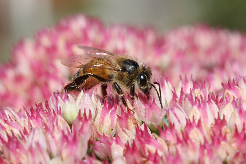 abeille dans le jardin