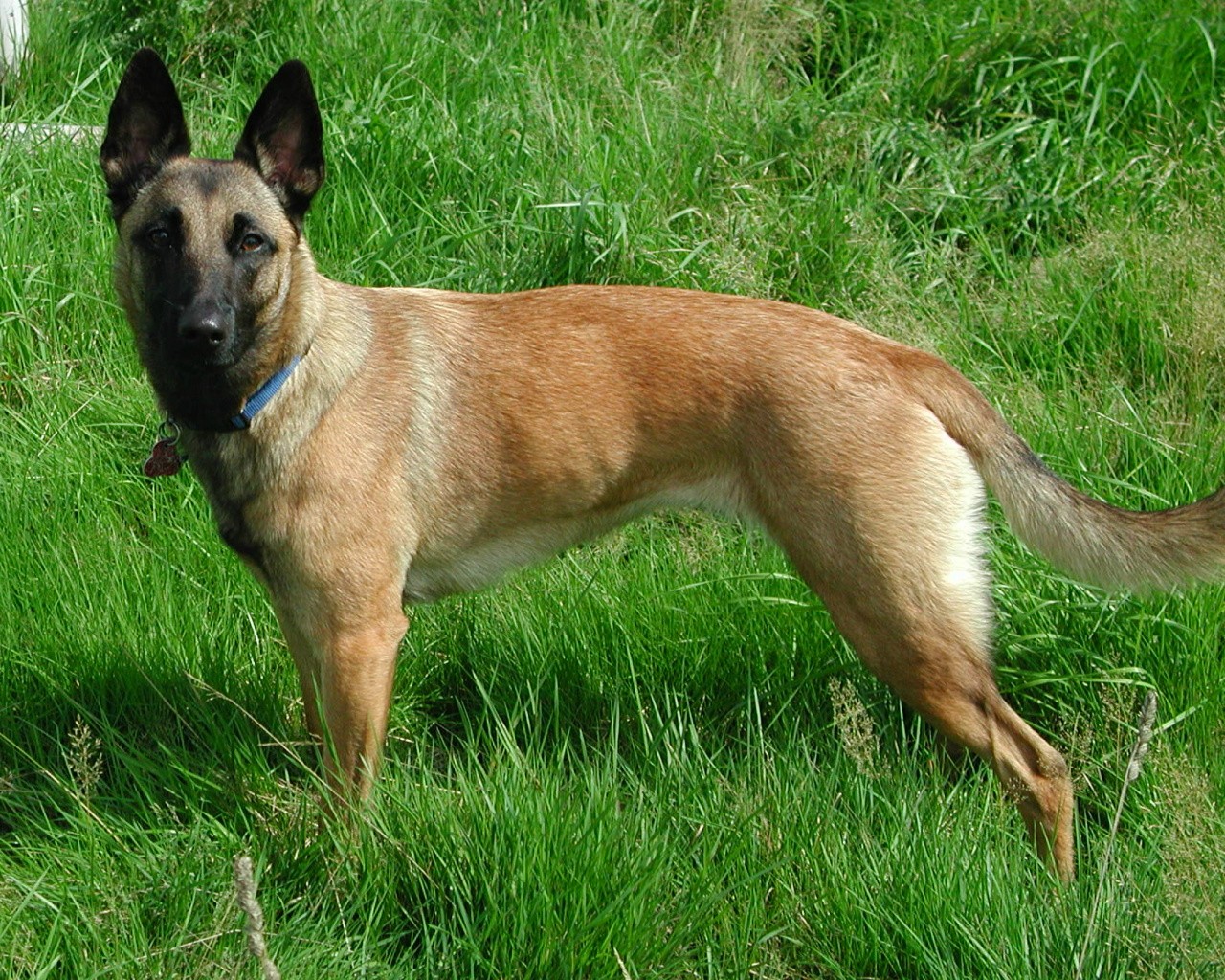 Malinois