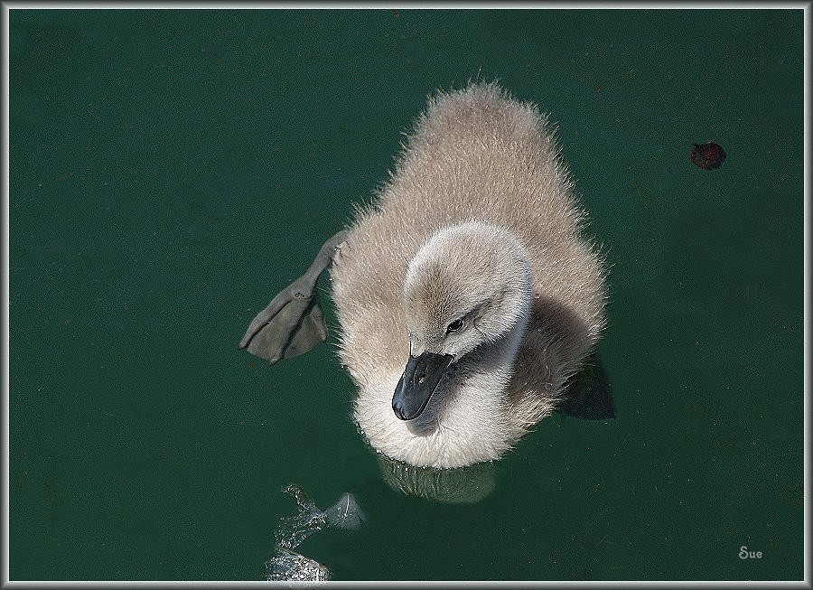 Flauschiges Kücken