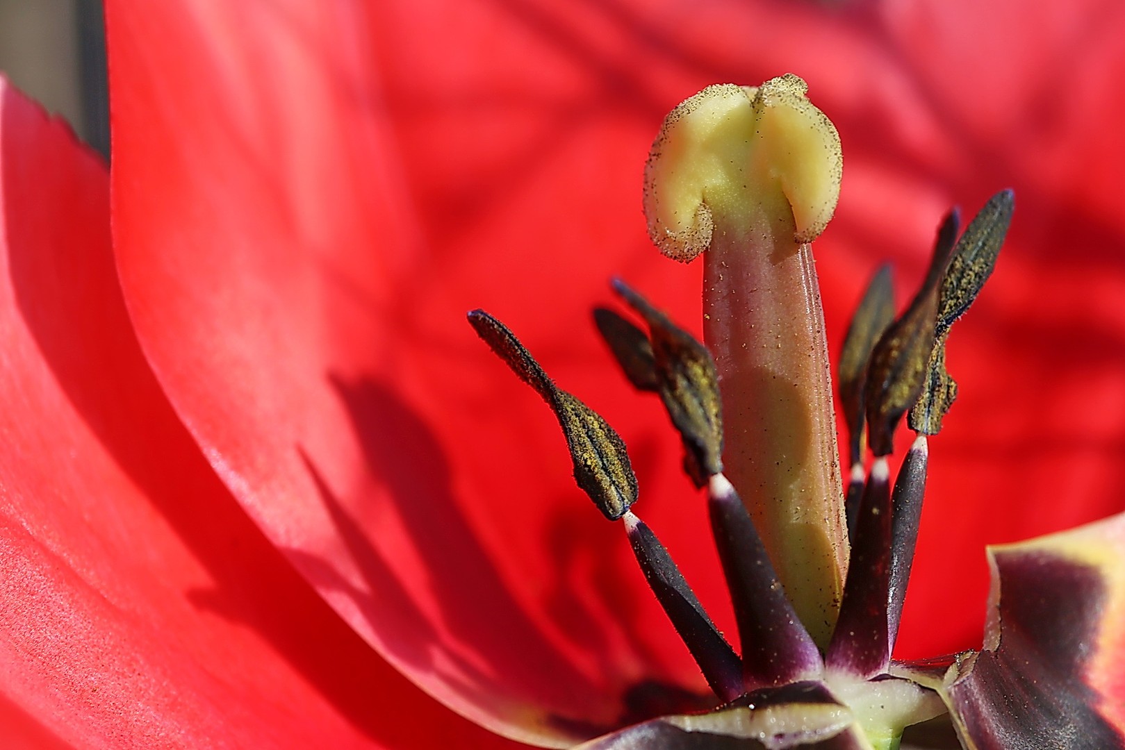 Mitte der Blüte